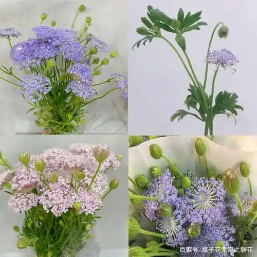 这几种不常用的花,你见过吗?