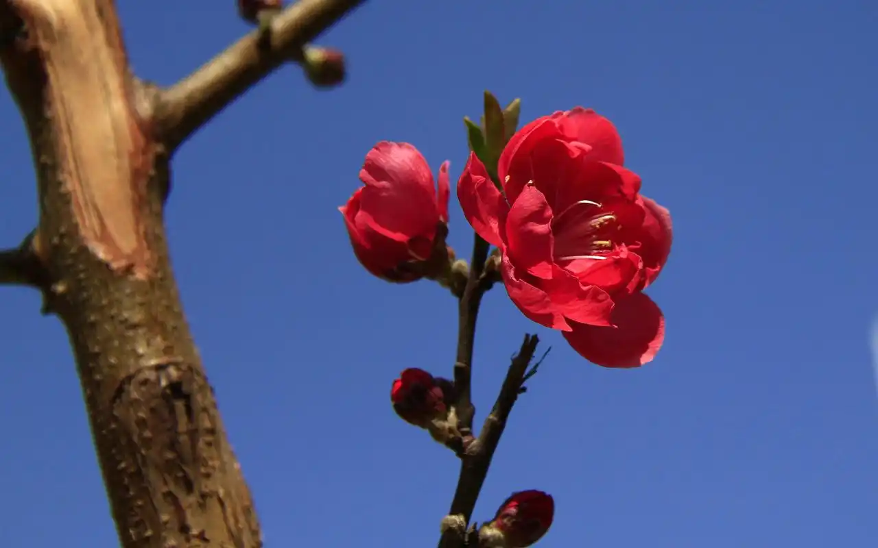 碧桃花高清花卉摄影图片电脑壁纸