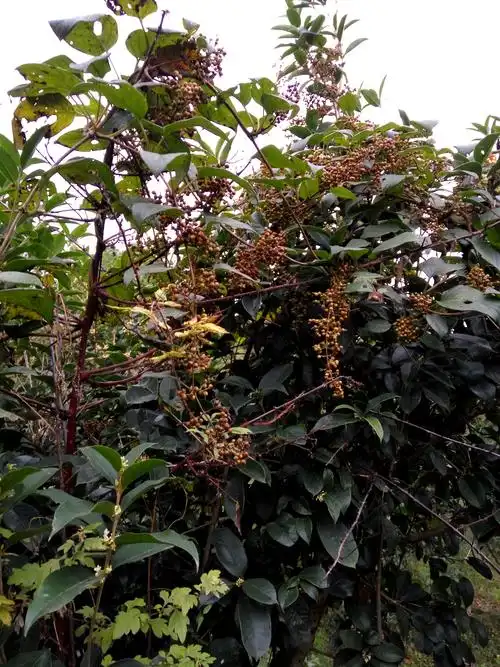 中草药鸡屎藤鸡矢藤野生 皮冻 臭藤 500克包邮贵州
