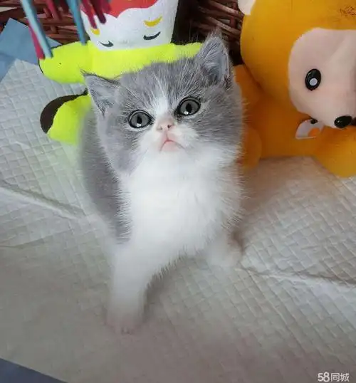 定金1000元 - 吉州井岗山大道宠物猫 - 吉安58同城