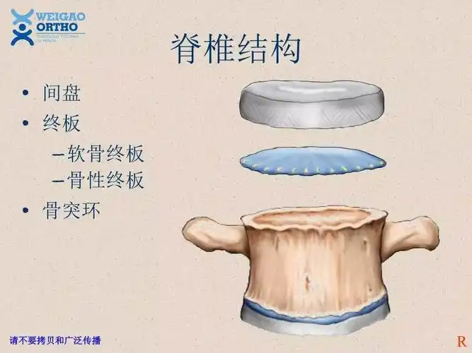 终板的概念理解.