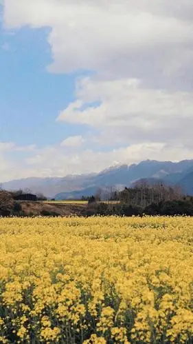 绚丽的油菜花花海风光,锁屏图片,手机壁纸,植物-回车桌面