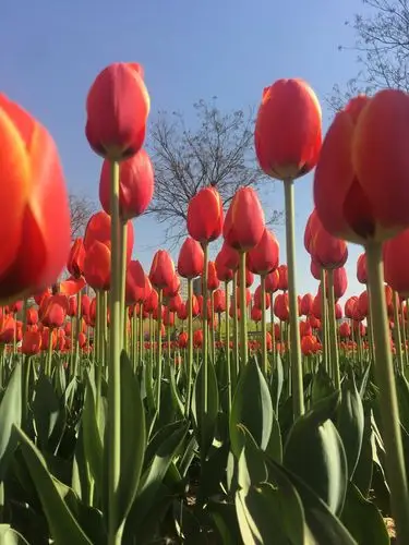 花中贵族～郁金香