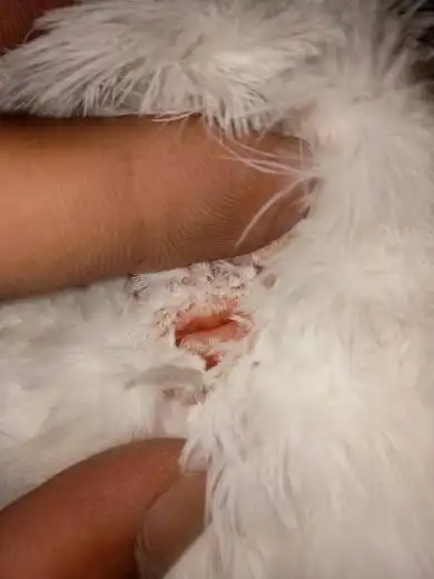 我问下,公鸽子把母鸽子赶出窝怎么办?会配对好吗?