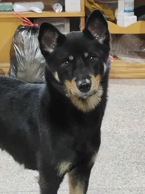 写回答 登录/注册 狗 犬种 中华田园犬(土狗) 想看铁包金(俗称四眼)毛