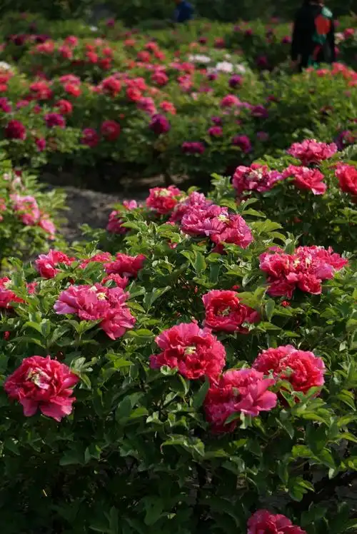 晋祠公园牡丹花盛开,代表富贵吉祥.摄影制作:王强(2017,5.2)