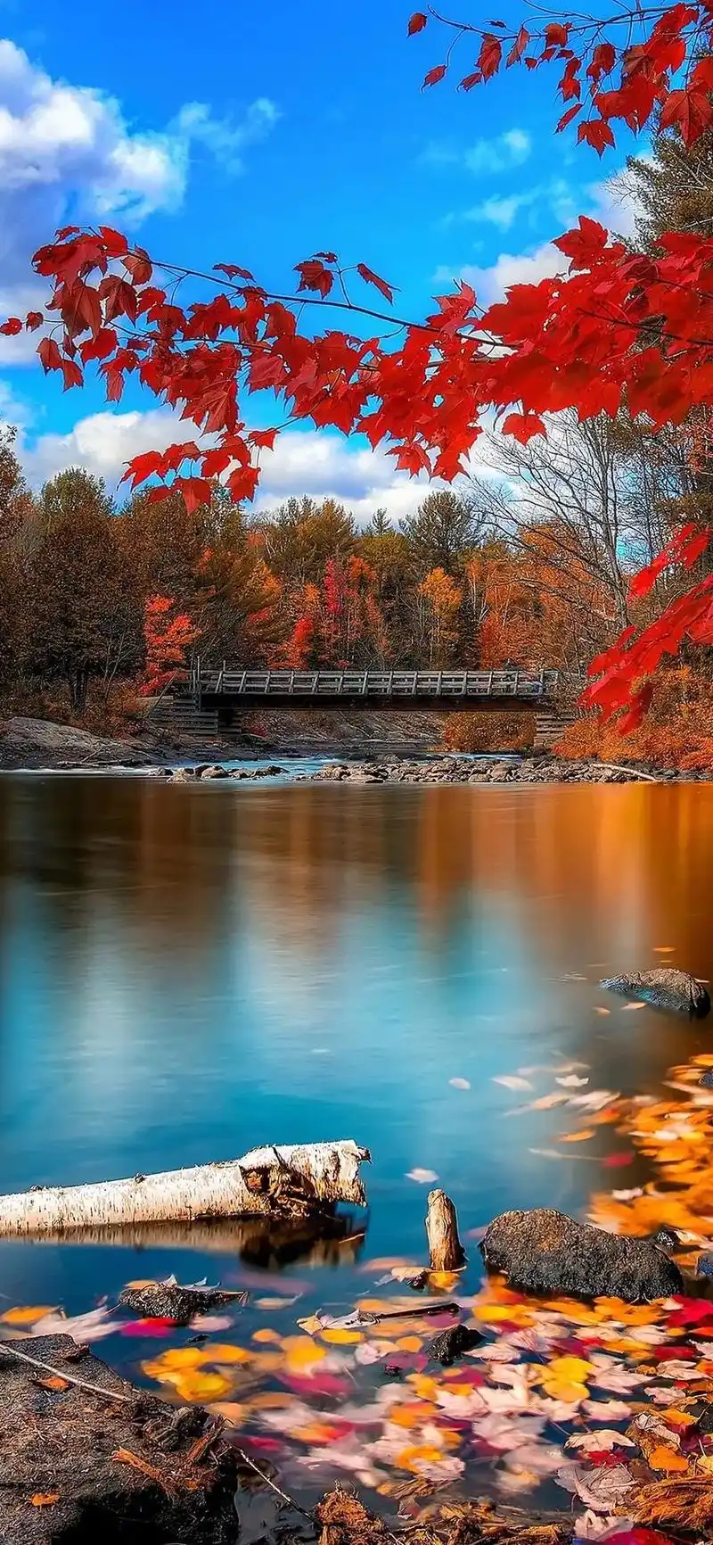 枫叶只有在遇见秋天时才会脸红