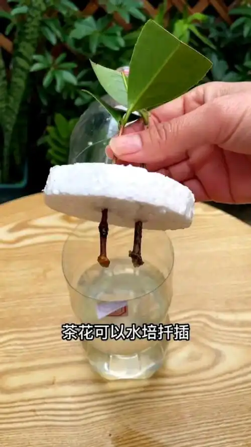 茶花漂浮扦插法,生根超级快