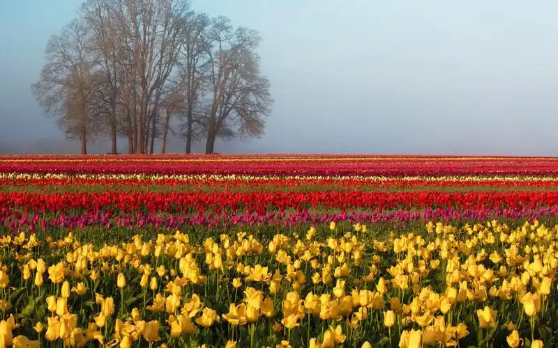 唯美梦幻花海风景图片电脑壁纸
