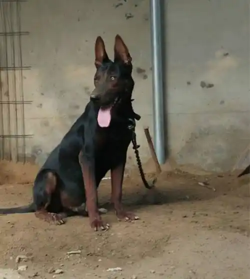 莱州红狼犬红犬养殖防疫齐全纯种莱州红批发价幼犬大犬批发价