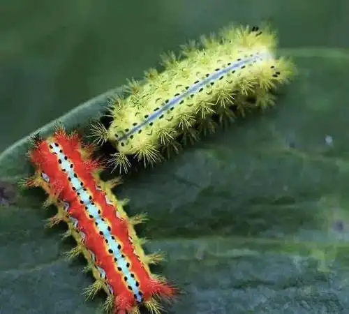 农村的洋辣子是什么昆虫?为何会卖的那么贵?看完心里有数了!