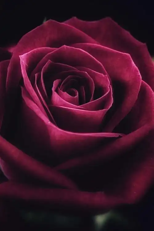 红玫瑰,花瓣,黑暗 4k