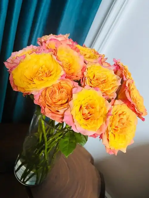 三天就下线的火灵鸟#玫瑰  #月季  #宅家养花  #一周一花