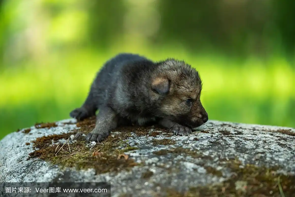 可爱的新生小狼崽
