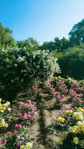 这两年手机拍的风景花草.(副本)