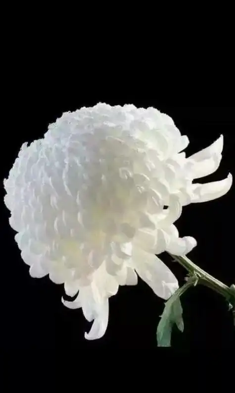 父亲去世了,怎样发朋友圈悼念? —— 1,恐伤慈母意,暗向枕边流.