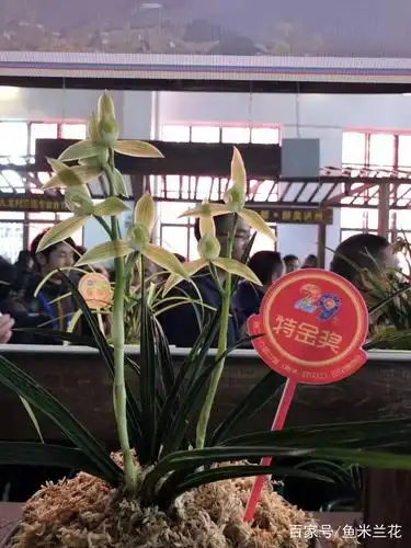 贵州兰展部分获奖兰花,随便一株都是几十万,开花太漂亮了