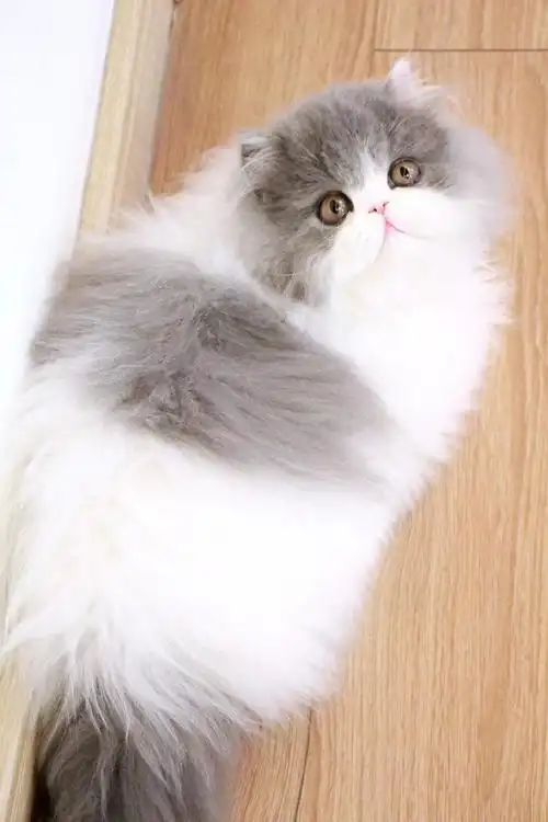 高地##高地长毛猫