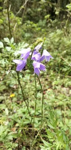 第一看见党参花