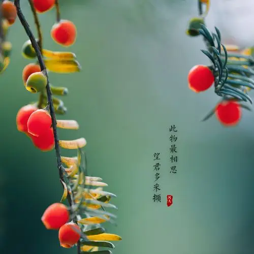 可可托海的相思豆红了