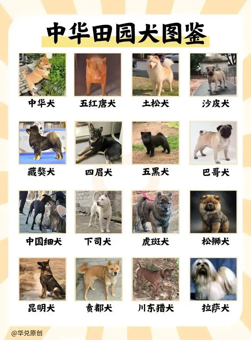 中华田园犬图鉴-重新认识我们的"土狗"