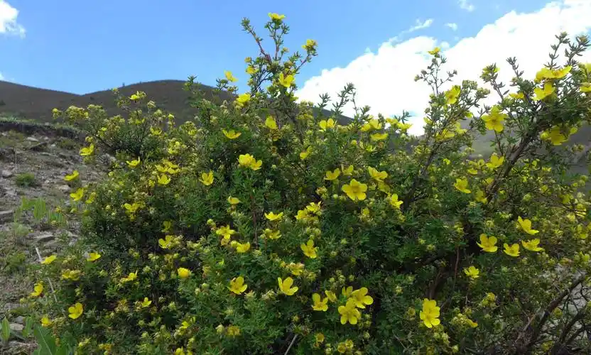 拉萨市的市花——金露梅