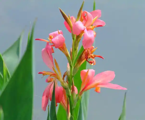 【红花美人蕉】