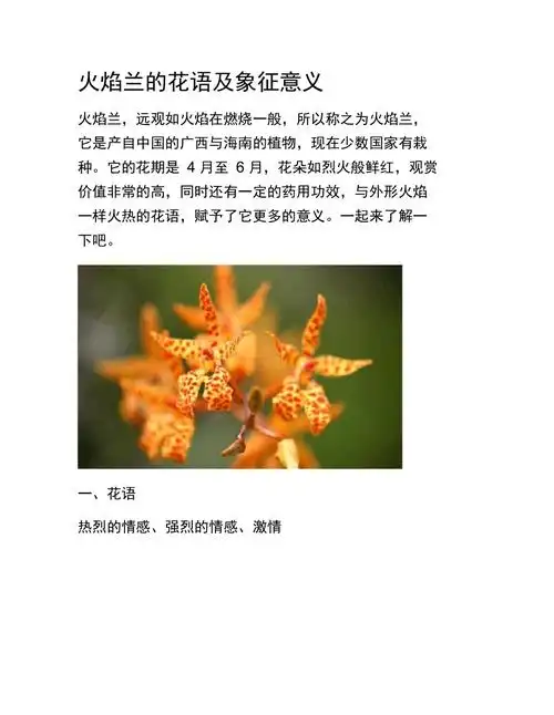 火焰兰的花语及象征意义