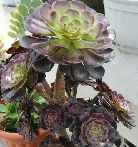 养多肉黑法师,掌握4个养护关键点,长势健壮,状态美|植株|法师|养护