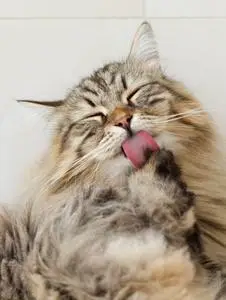 小猫舔爪子图片