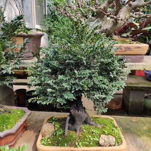 小叶紫檀树苗名贵盆栽植物室内老桩镇宅辟绿植微型盆景好养