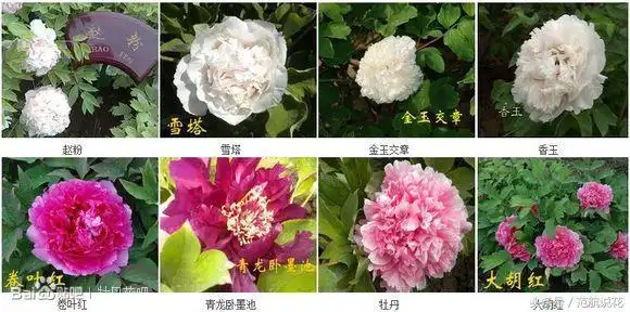 【牡丹什么样图片大全】牡丹花品种大全图片,花开之前自己对照学习一