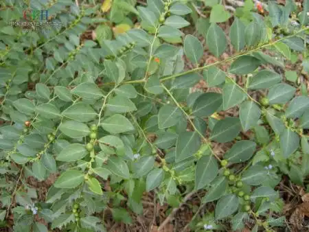 黑面叶,钟馗草,狗脚刺,鬼画符,青凡木,铁甲将军,夜兰茶,锅盖仔,四眼草