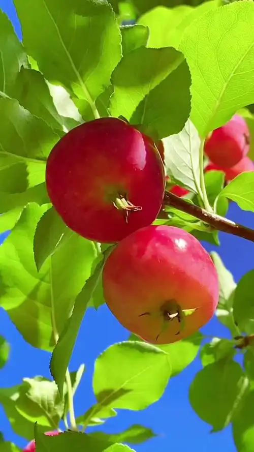 秋天——累累硕果