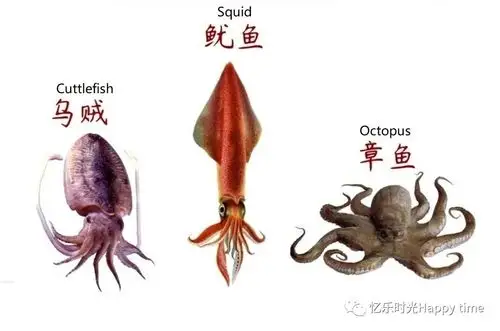 海洋软体动物3:乌贼鱿鱼vs章鱼