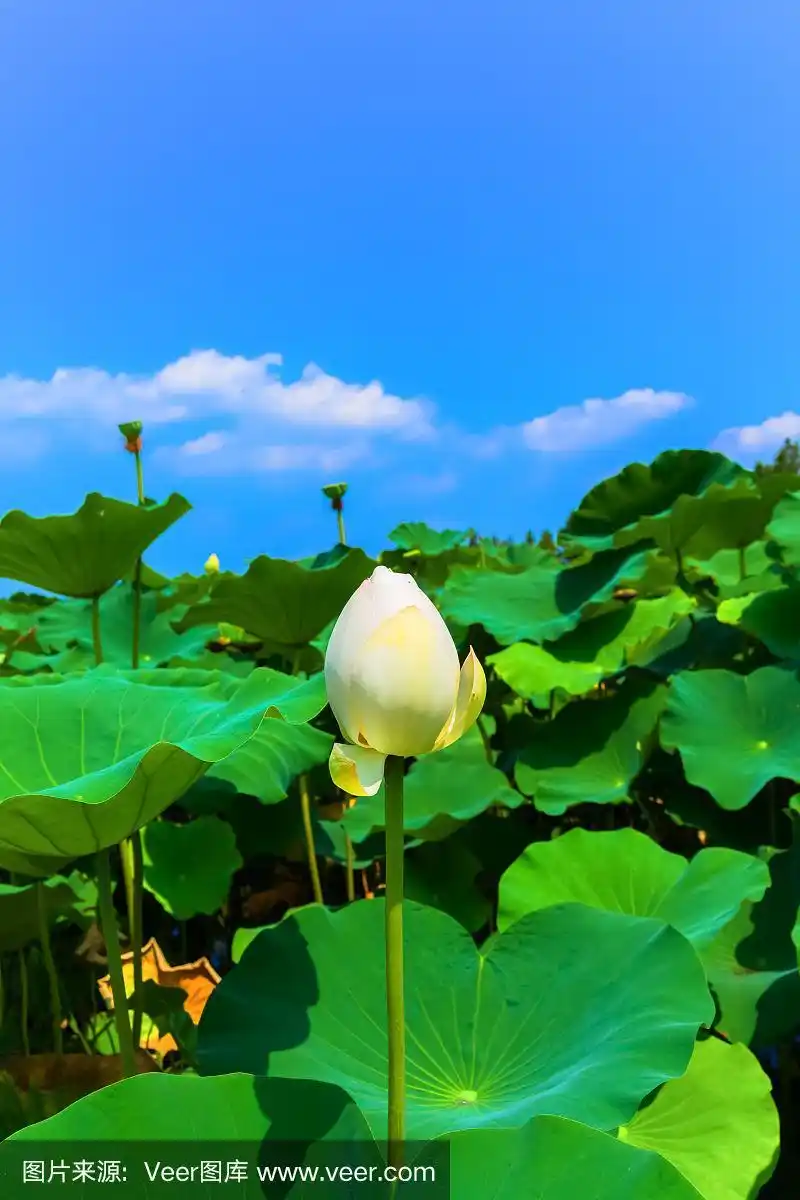 白莲花蕾和蓝天