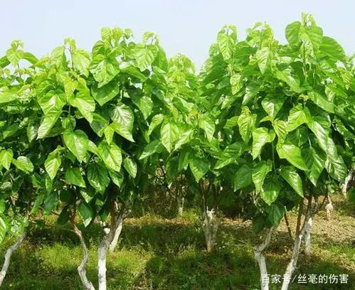 三农:如何种植和护理桑树