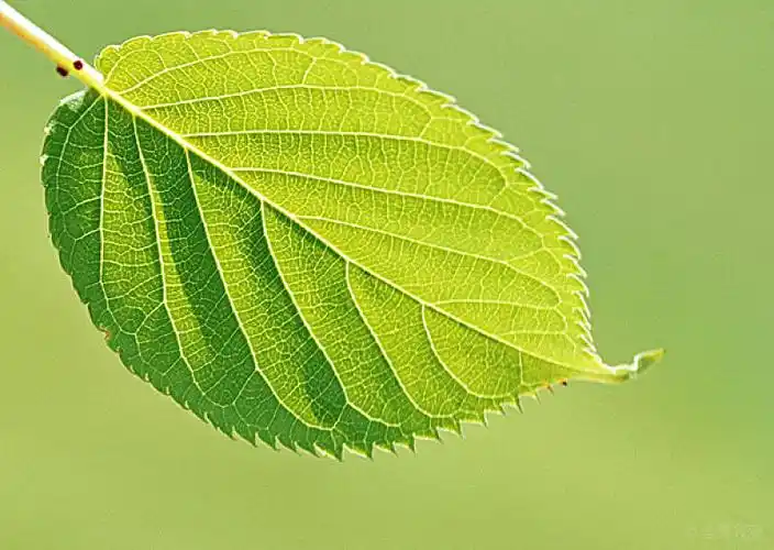 叶子图片_叶子图片素材