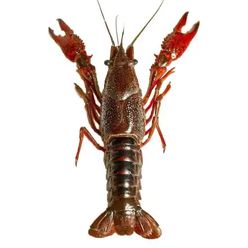 鲜活江苏盱眙小龙虾活虾