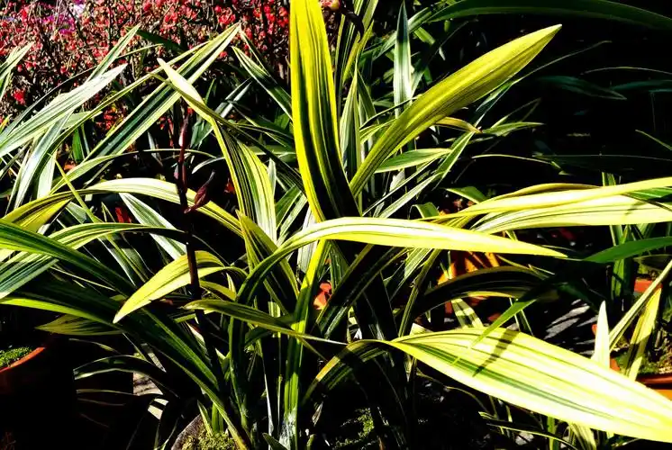 花市兰花,售品中以金边银边较贵,这是金边兰.