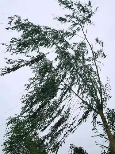 好一个不正经的风 其实这雨也没好到哪去 银川这雨究竟咋