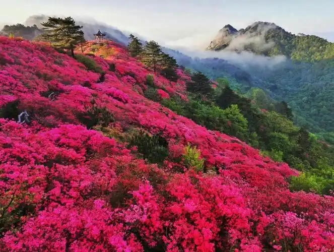 湖北麻城龟峰山风景区百万亩杜鹃(映山红)盛开