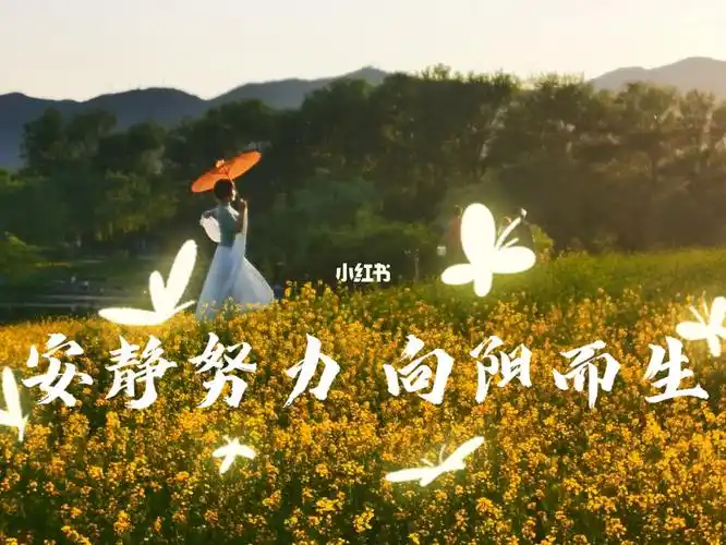 春日踏青治愈系风景安静努力向阳而生