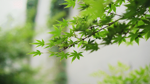 500_281gif 动态图 动图