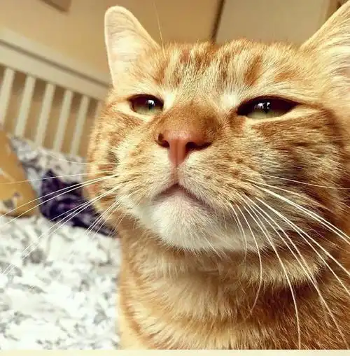 今日一宠|橘猫eric前来报到