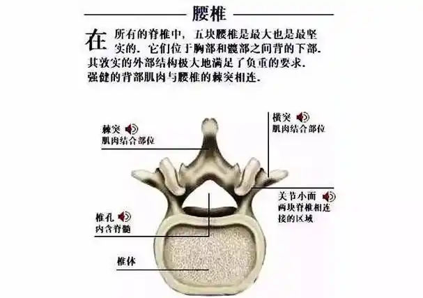 腰椎使用说明书,太赞了