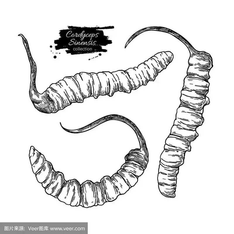 冬虫夏草载体绘制.手绘插图孤立在白色