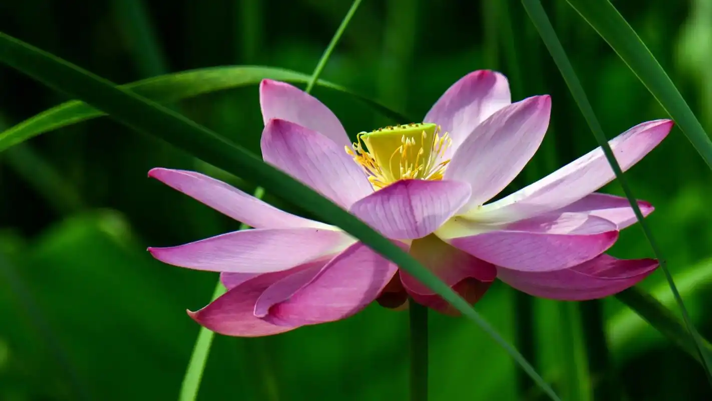 荷花5    #早安吉祥 #美好的一天从我的问候开始 #用抖 - 抖音