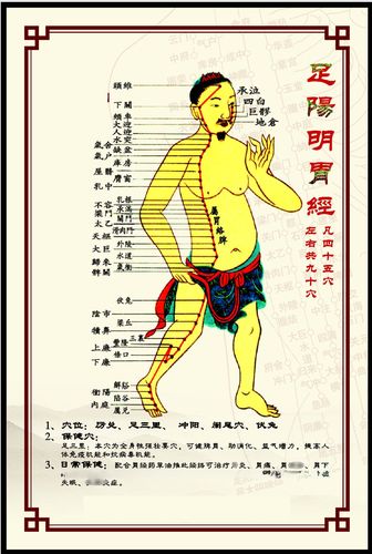 338居家海报展板喷绘贴纸图片37人体穴位经络图足阳明胃经