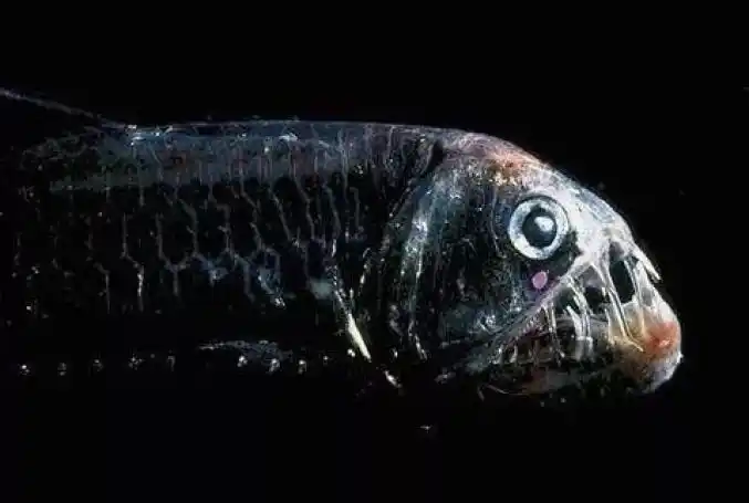 世界十大剧毒鱼,石鱼具有致命毒性(痛得要求截肢) - 简书